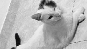 Pronóstico: se mantienen las máximas cálidas este martes en la región