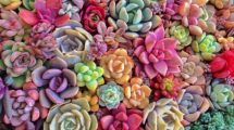 Imagen de Jardín: el increíble y variado mundo de las suculentas