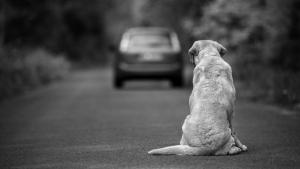 2° Encuentro provincial en defensa de los derechos de los animales