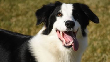 Hoy saludamos a Cali, pasando el calor, también parte del clan de Estela. ¡Acordate! Podes presentarnos a tu mascota en redes sociales.-
