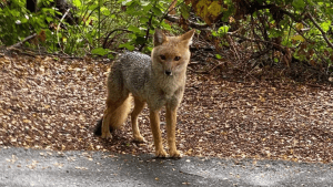 Vida Silvestre le pidió a Chubut que derogue una ley que premia por cazar zorros y pumas