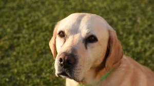 Pronóstico: el jueves llega a la región con máximas cálidas