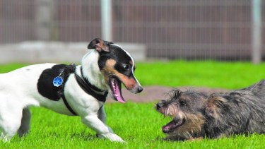 La seguridad de la persona que presente a los perros  es esencial para que la relaciòn entre ellos sea exitosa.