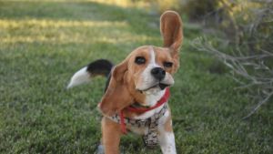 Pronóstico: calor y viento, el combo de este jueves en la región