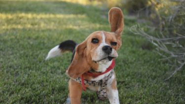 Hoy saludamos a Greta, también parte del clan de Estela. ¡Acordate! Podes presentarnos a tu mascota en redes sociales.-