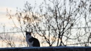 Pronóstico: se viene un miércoles bien veraniego en la región