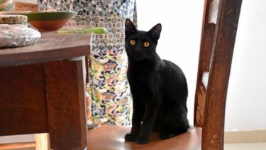 Hoy saludamos a Berta, que eligió quedarse bajo techo para evitar las tormenas. ¡Acordate! Podés mandarnos fotos de tus mascotas a través de redes sociales.-