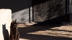 Pronóstico: así empieza el verano este lunes en la región