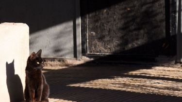 Hoy saludamos a Berta, que disfruta de las jornadas soleadas de diciembre.  ¡Acordate! Podes presentarnos a tu mascota en redes sociales.-