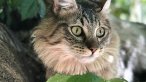 Pronóstico: se viene un viernes nuboso y fresco en la región