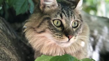 Hoy saludamos a Lilo, más conocida como Luli, que ama dormir arriba de la glicina. ¡Acordate! Podes presentarnos a tu mascota en redes sociales.-