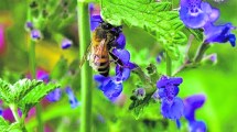 Imagen de Esencias y aceites aromáticos producidos acá