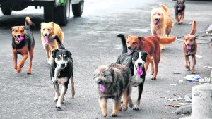 La castración sola no basta para sacar a los perros de las calles