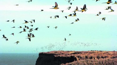 La Colonia de Loros Barranqueros  más grande del mundo, cuyos nidos son cavidades en los acantilados. Foto Marcelo Ochoa.