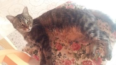 Hoy saludamos a Cheta, hermana de Hipólito y parte del clan de Valentina. ¡Acordate! Podes presentarnos a tu mascota en redes sociales.-