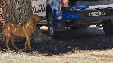 Uno de los perros que se sumará a la búsqueda del policía desaparecido en Cutral Co. Foto: Andrea Vazquez