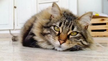 Hoy saludamos a Penny, que también busca estrategias para pasar el calor. ¡Acordate! Podes presentarnos a tu mascota en redes sociales.-