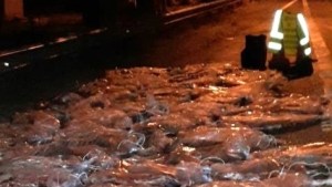 Decomisaron 600 kilos de carne transportada sin permiso en Chichinales