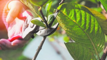 El esqueje en las plantas, una de las formas de obtener nuevos organismos de un brote.
