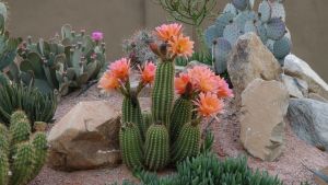 La particular belleza de los cactus y de sus flores