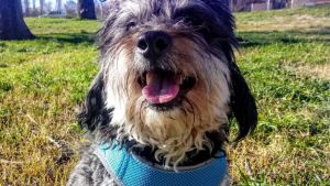 Pronóstico: el miércoles llega soleado a la región