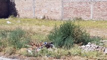 Imagen de Para evitar proliferación de insectos y roedores, piden limpiar baldíos en Regina