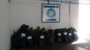 Secuestraron más de 500 plantas de marihuana en Roca