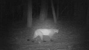 Detectaron un puma en la Isla Victoria