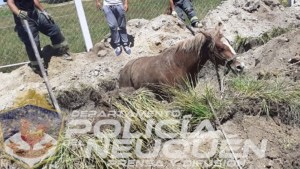 Con una retroexcavadora, rescataron a un caballo en Zapala