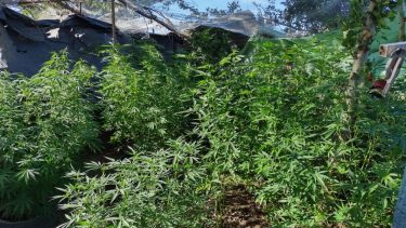 El imputado fue sobreseído por la Cámara Federal de Apelaciones de Roca que tuvo en cuenta que tenía autorización para elaborar aceite de cannabis medicinal. (foto de archivo)