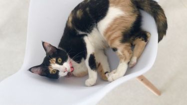 Hoy saludamos a Rufina, la compañera de Florencia. ¡Acordate! Podes presentarnos a tu mascota en redes sociales.-