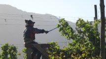 Imagen de El Bolsón: la empresa familiar que produce lúpulo en Mallín Ahogado