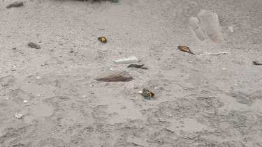 Los cuerpos de loros barrenqueros diseminados por las playas y la ruta Provincial N° 1. Foto Gentileza.