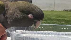 Hay riesgo de contraer enfermedades por manipular loros barranqueros