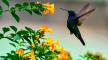Imagen de La Peña: se convirtió en colibrí y cada verano decide volver a casa