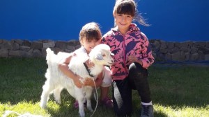 El chivito más mimado vive en una hostería de Caviahue