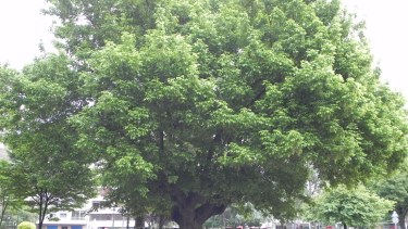 Aunque pueden diferir entre municipios, las características y normativas generales sobre la plantación de arboles en zonas urbanas son similares.