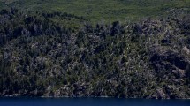 Imagen de El bosque nativo del cerro Catedral renació de sus cenizas