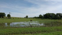 Imagen de Un análisis a “Los llanos”, la obra de Federico Falco