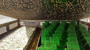 Cómo funciona la nueva técnica para que la mosca de la fruta no afecte a la Patagonia