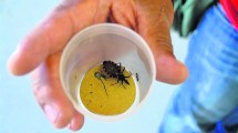 Imagen de Temporada de insectos: ¿Cómo prevenir las picaduras?