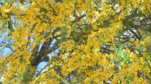 Imagen de Jardín: diseño de espacios públicos con plantas autóctonas