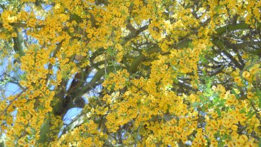 La paleta vegetal que ofrece nuestra meseta patagónica abarca especies arbustivas, como el molle, jarilla, piquillín, alpataco, chañar.  