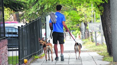 Pese a todo, las mascotas necesitan un largo descanso diario, por lo que después de tantos meses de juego quizás no se sientan tan consternados. Foto: Florencia Salto