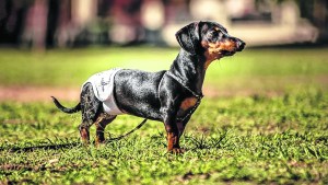 Pañales reutilizables: una solución para nuestras mascotas