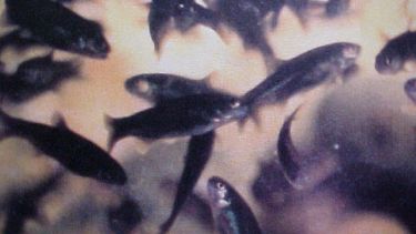 Esta especie de mojarras se apoda “desnuda” puesto que los primeros ejemplares estudiados no poseían escama.