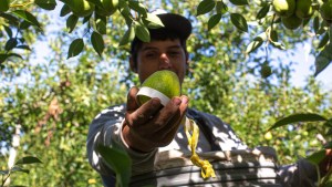 Empezó la cosecha de peras en el Valle, con buen tamaño y sanidad
