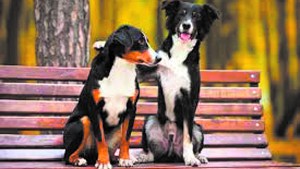 De qué hablamos cuando hablamos de perros celosos