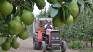 Determinaron el costo de producción de peras y manzanas para esta temporada