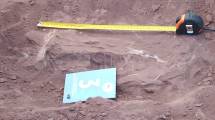 Imagen de Encontraron en Neuquén restos de un dinosaurio herbívoro en Vaca Muerta
